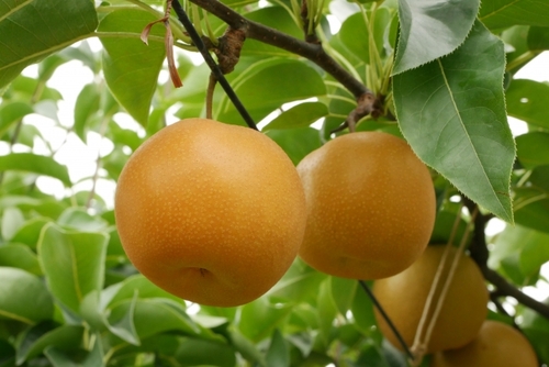 ツェッペリン伯号展示館・果物狩り