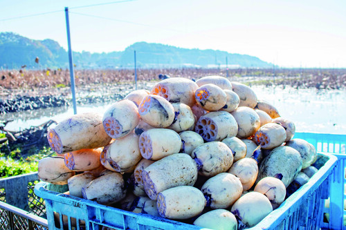 れんこん掘り体験