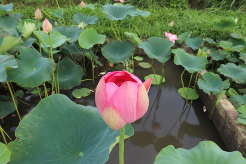 霞ヶ浦総合公園・ハス田